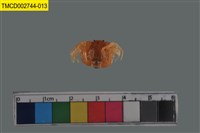 藏品(短指和尚蟹)的圖片